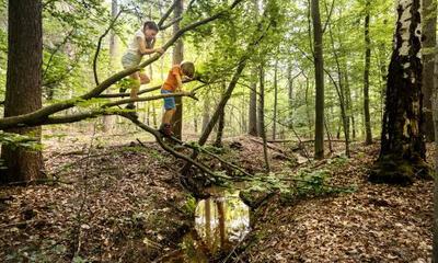 Bos Limburg